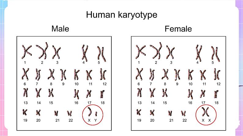 4.4.3人类染色体与性别决定 课件-济南版生物八年级上册第7页