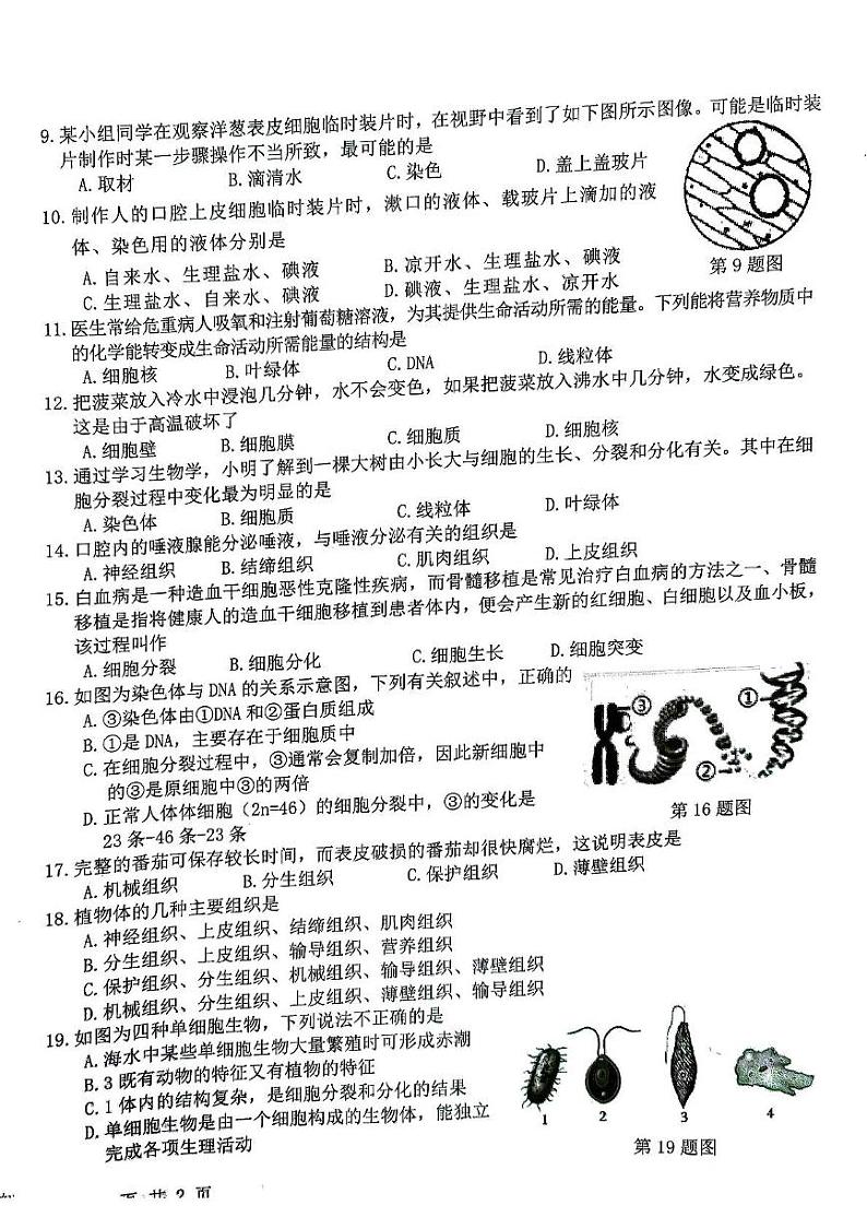安徽省安庆市怀宁县2024—2025学年七年级上学期生物期中考试试卷第2页