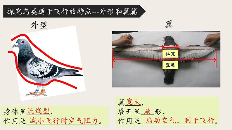 七年级上册生物人教版（2024）《2.2.2脊椎动物——鸟类》课件第8页
