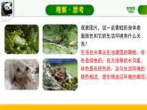 初中  生物  人教版（2024）  七年级上册（2024）第二节 脊椎动物 课件