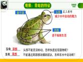初中  生物  人教版（2024）  七年级上册（2024）第二节 脊椎动物 课件