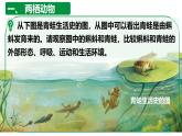 初中  生物  人教版（2024）  七年级上册（2024）第二节 脊椎动物 课件