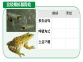 初中  生物  人教版（2024）  七年级上册（2024）第二节 脊椎动物 课件