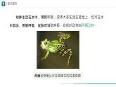 初中  生物  人教版（2024）  七年级上册（2024）第二节 脊椎动物 课件