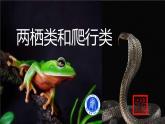 初中  生物  人教版（2024）  七年级上册（2024）第二节 脊椎动物 课件