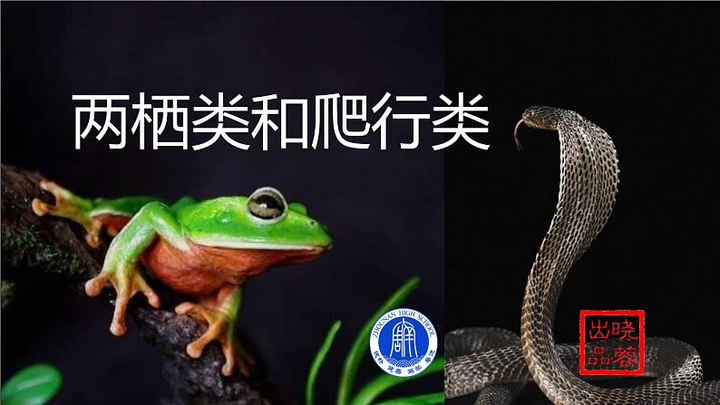 初中  生物  人教版（2024）  七年级上册（2024）第二节 脊椎动物 课件第2页