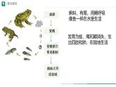 初中  生物  人教版（2024）  七年级上册（2024）第二节 脊椎动物 课件