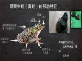 初中  生物  人教版（2024）  七年级上册（2024）第二节 脊椎动物 课件