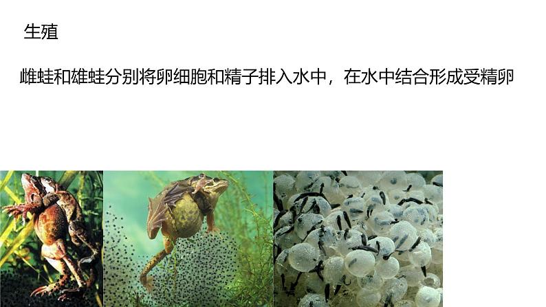 初中  生物  人教版（2024）  七年级上册（2024）第二节 脊椎动物 课件第8页