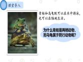 初中  生物  人教版（2024）  七年级上册（2024）第二节 脊椎动物 课件
