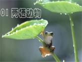 初中  生物  人教版（2024）  七年级上册（2024）第二节 脊椎动物 课件