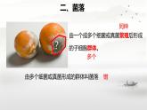 初中  生物  人教版（2024）  七年級上冊（2024）第一節(jié) 微生物的分布 課件
