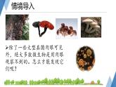 初中  生物  人教版（2024）  七年級上冊（2024）第一節(jié) 微生物的分布 課件