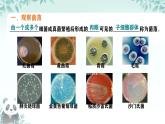 初中  生物  人教版（2024）  七年級上冊（2024）第一節(jié) 微生物的分布 課件