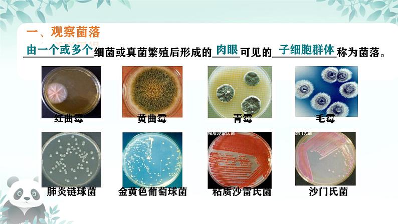 初中  生物  人教版（2024）  七年级上册（2024）第一节 微生物的分布 课件第4页