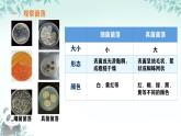 初中  生物  人教版（2024）  七年級上冊（2024）第一節(jié) 微生物的分布 課件