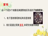 初中  生物  人教版（2024）  七年級上冊（2024）第一節(jié) 微生物的分布 課件