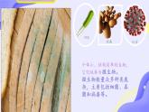 初中  生物  人教版（2024）  七年級上冊（2024）第一節(jié) 微生物的分布 課件