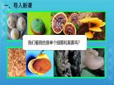 初中  生物  人教版（2024）  七年級上冊（2024）第一節(jié) 微生物的分布 課件