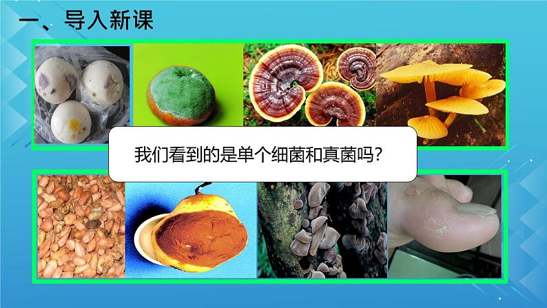 初中  生物  人教版（2024）  七年级上册（2024）第一节 微生物的分布 课件第1页