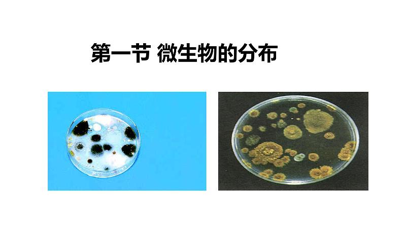 初中  生物  人教版（2024）  七年级上册（2024）第一节 微生物的分布 课件第2页