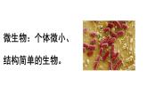 初中  生物  人教版（2024）  七年級上冊（2024）第一節(jié) 微生物的分布 課件