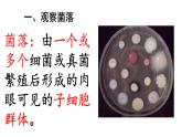 初中  生物  人教版（2024）  七年級上冊（2024）第一節(jié) 微生物的分布 課件