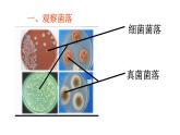 初中  生物  人教版（2024）  七年級上冊（2024）第一節(jié) 微生物的分布 課件