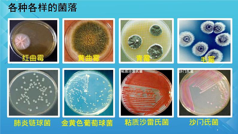 初中  生物  人教版（2024）  七年级上册（2024）第一节 微生物的分布 课件第6页