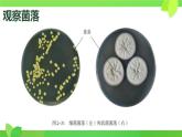 初中  生物  人教版（2024）  七年級上冊（2024）第一節(jié) 微生物的分布 課件