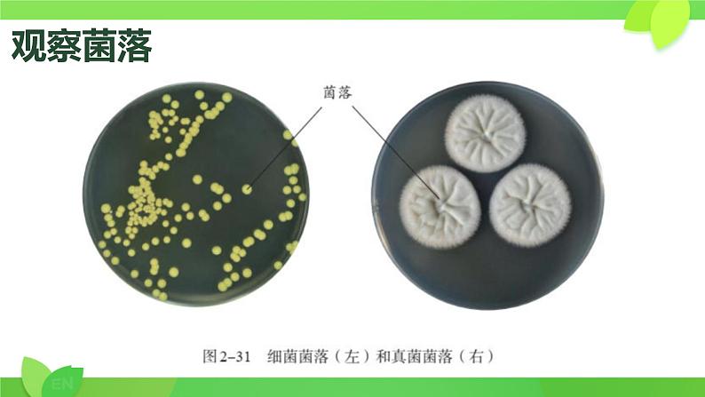 初中  生物  人教版（2024）  七年级上册（2024）第一节 微生物的分布 课件第3页