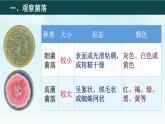 初中  生物  人教版（2024）  七年級上冊（2024）第一節(jié) 微生物的分布 課件