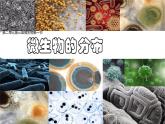 初中  生物  人教版（2024）  七年級上冊（2024）第一節(jié) 微生物的分布 課件