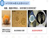 初中  生物  人教版（2024）  七年級上冊（2024）第一節(jié) 微生物的分布 課件