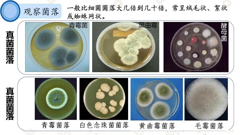 初中  生物  人教版（2024）  七年级上册（2024）第一节 微生物的分布 课件第8页