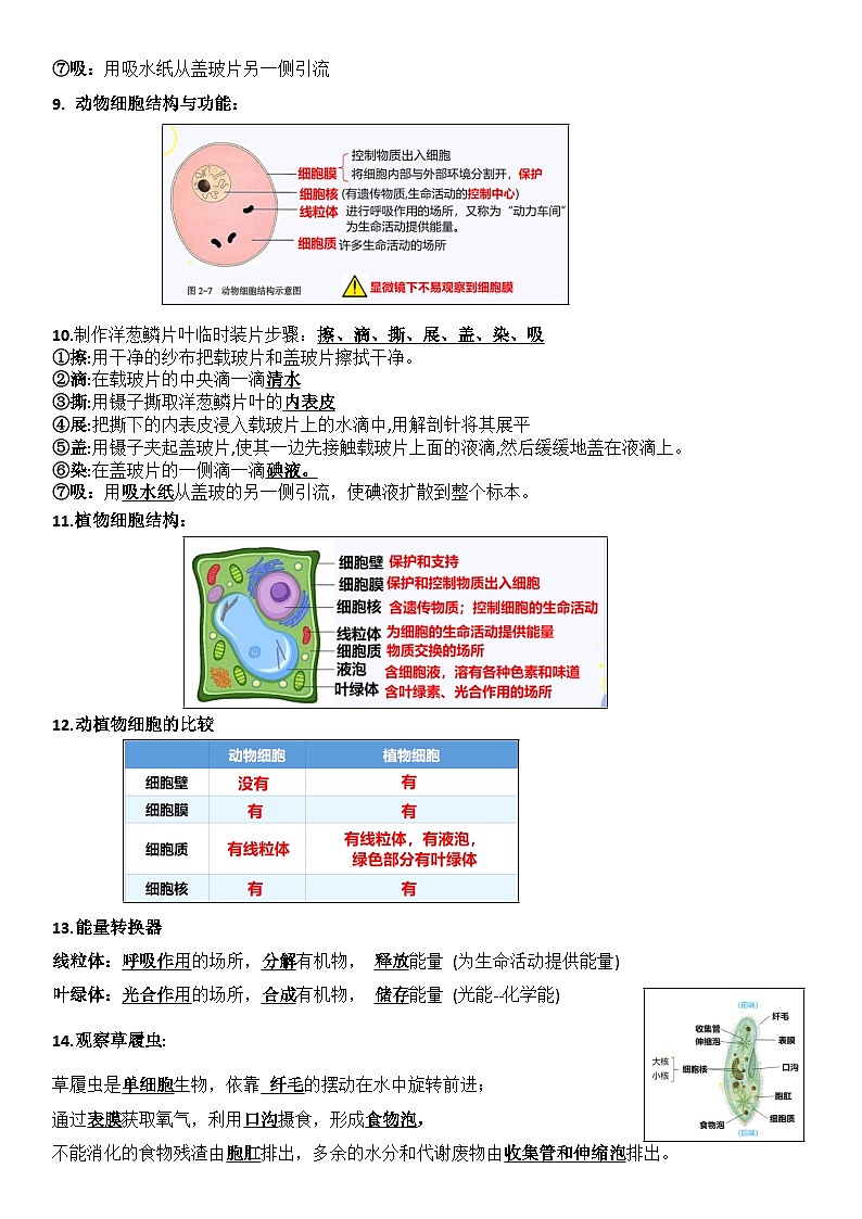 北师大版（2024新版）七年级上册生物期末复习知识点背诵提纲 讲义第3页