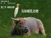 初中  生物  人教版（2024）  七年级上册（2024）第二节 脊椎动物 课件