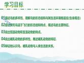 初中  生物  人教版（2024）  七年级上册（2024）第二节 脊椎动物 课件