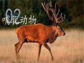 初中  生物  人教版（2024）  七年级上册（2024）第二节 脊椎动物 课件