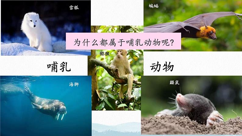 初中  生物  人教版（2024）  七年级上册（2024）第二节 脊椎动物 课件第4页