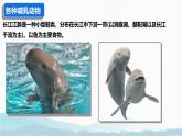 初中  生物  人教版（2024）  七年级上册（2024）第二节 脊椎动物 课件