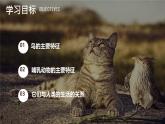 初中  生物  人教版（2024）  七年级上册（2024）第二节 脊椎动物 课件