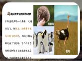 初中  生物  人教版（2024）  七年级上册（2024）第二节 脊椎动物 课件
