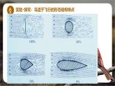 初中  生物  人教版（2024）  七年级上册（2024）第二节 脊椎动物 课件