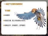 初中  生物  人教版（2024）  七年级上册（2024）第二节 脊椎动物 课件