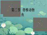 初中  生物  人教版（2024）  七年级上册（2024）第二节 脊椎动物 课件