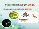 初中  生物  人教版（2024）  七年级上册（2024）第二节 脊椎动物 课件