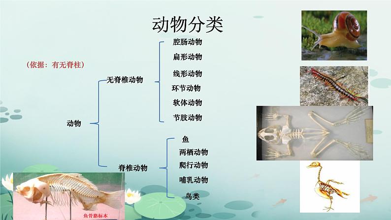 初中  生物  人教版（2024）  七年级上册（2024）第二节 脊椎动物 课件第4页