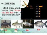 初中  生物  人教版（2024）  七年级上册（2024）第二节 脊椎动物 课件