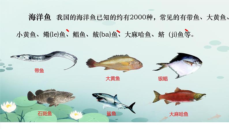 初中  生物  人教版（2024）  七年级上册（2024）第二节 脊椎动物 课件第6页